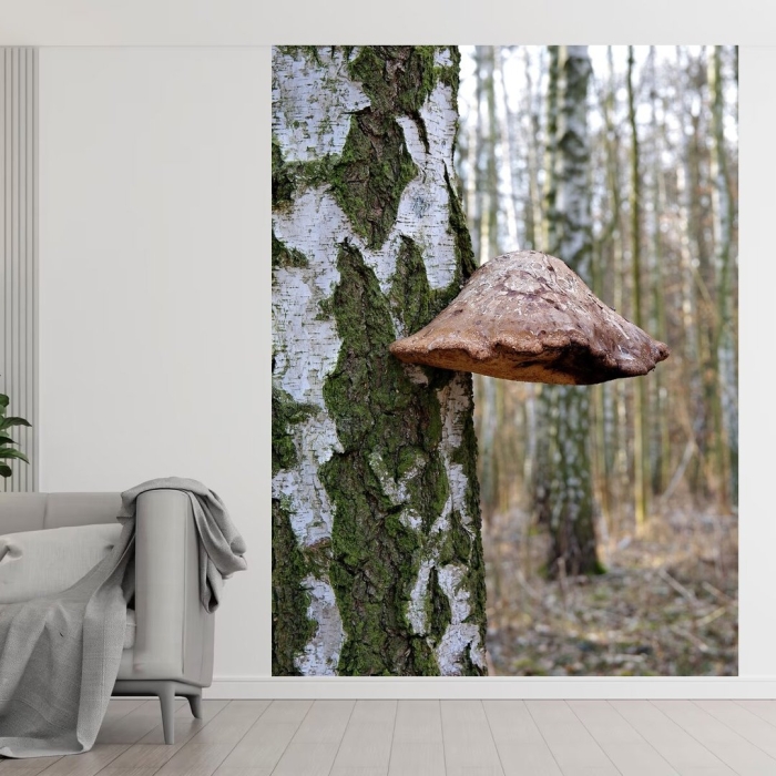 Березовый трутовик