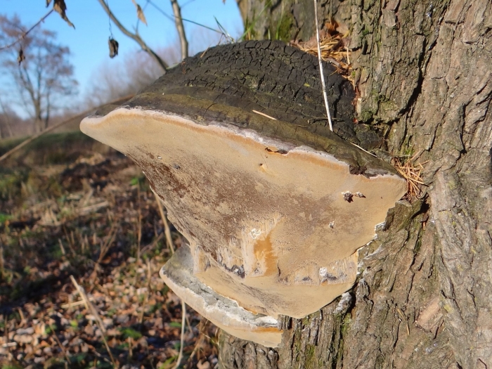 Phellinus igniarius