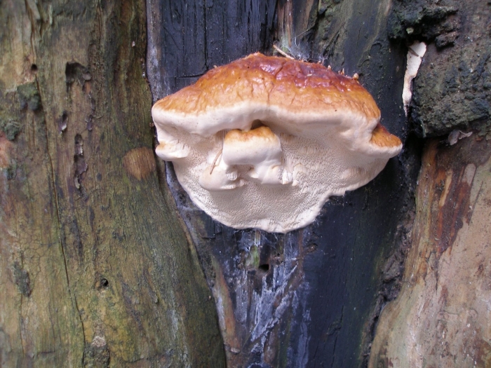 Гриб трутовик