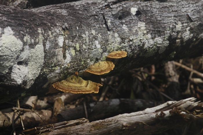 Трутовик окаймленный fomitopsis pinicola