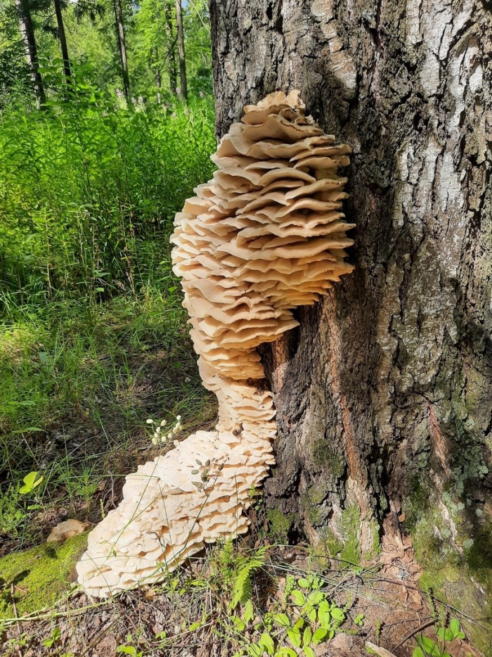 Климакодон северный трутовик