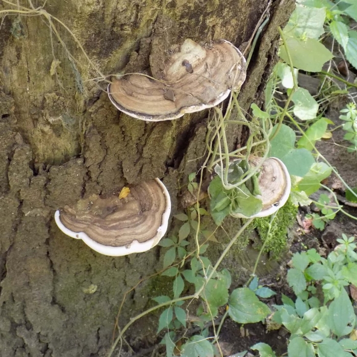Ganoderma applanatum