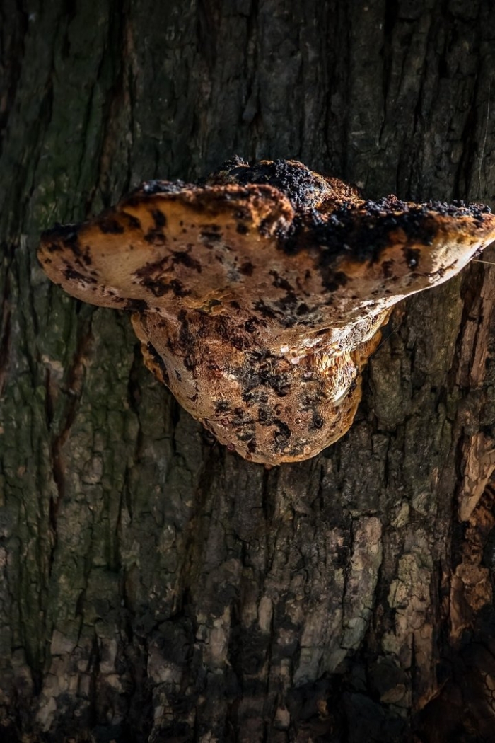 Грибы на дереве