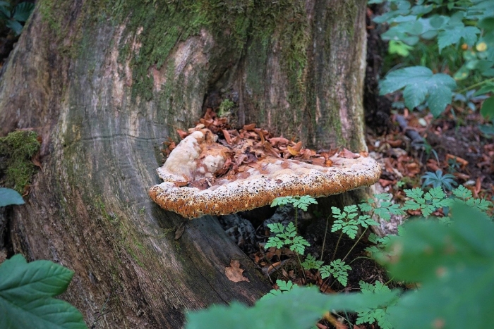 Трутовик чешуйчатый polyporus squamosus