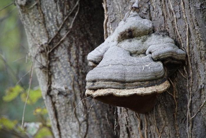 Трутовик настоящий fomes fomentarius