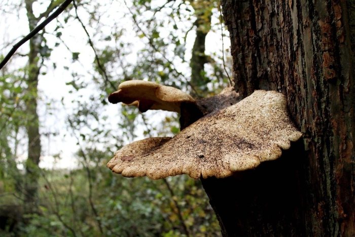Polyporus squamosus