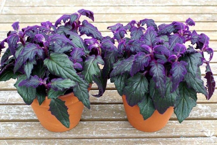 Гинура плетеносная