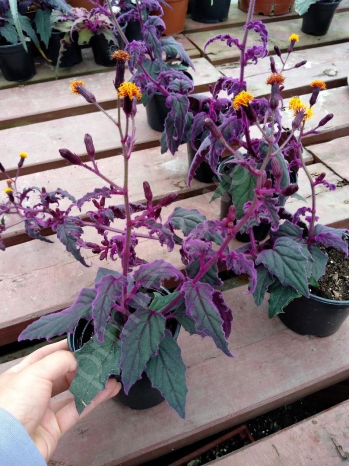 Гинура перпл пэшион