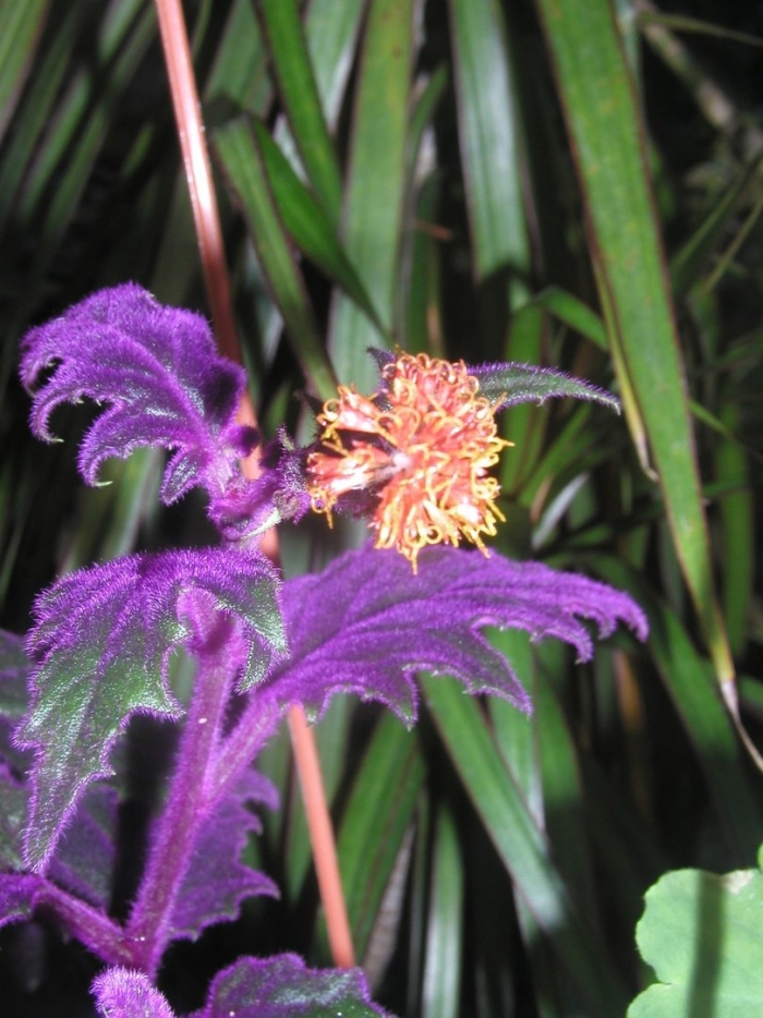 Гинура перистонадрезная