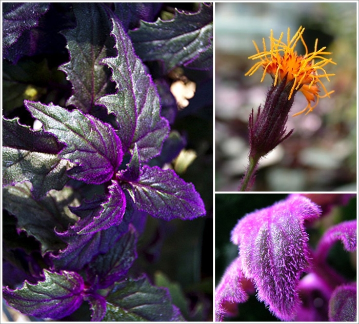 Гинура перистонадрезная