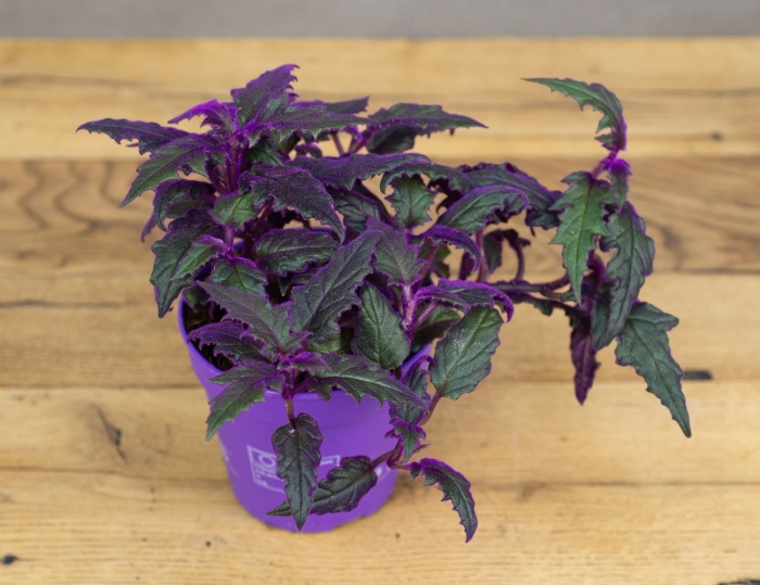 Колеус гинура