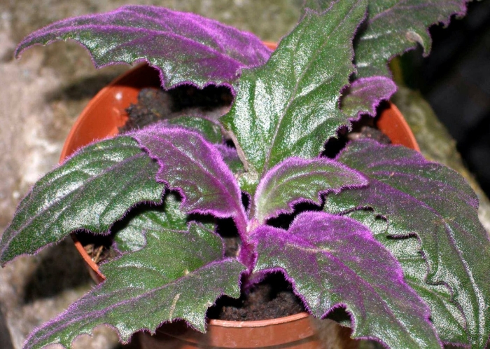 Гинура фиолетовая