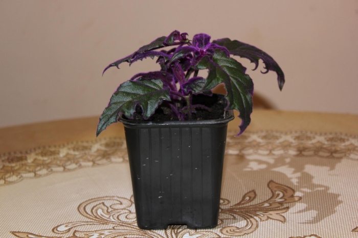 Гинура плетеносная