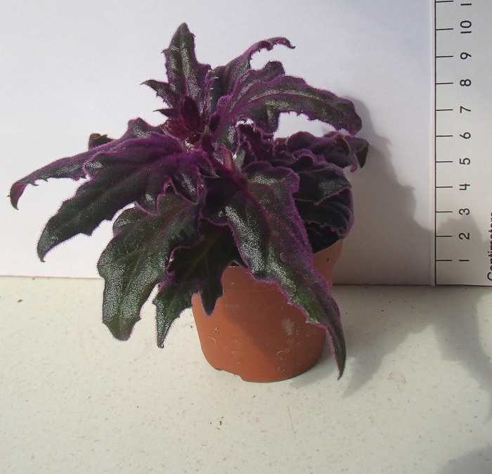 Колеус гинура