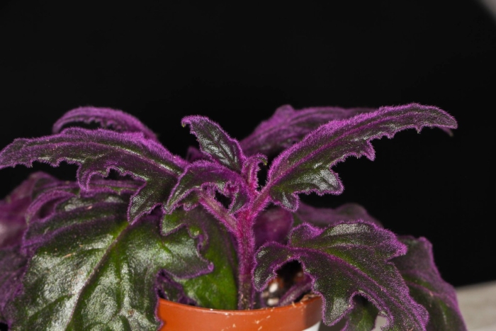 Гинура пурпурная