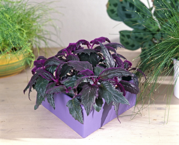 Гинура оксалис