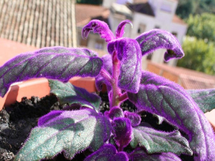 Гинура синяя птица