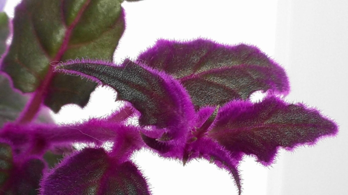 Гинура синяя птица