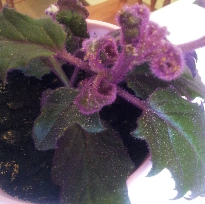 Гинура вьюн