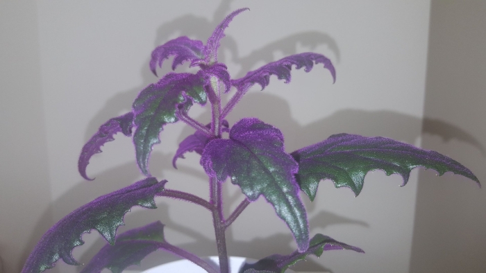 Гинура перпл