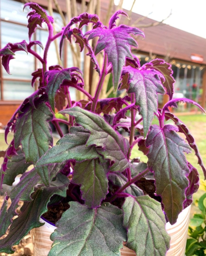 Гинура перистонадрезная