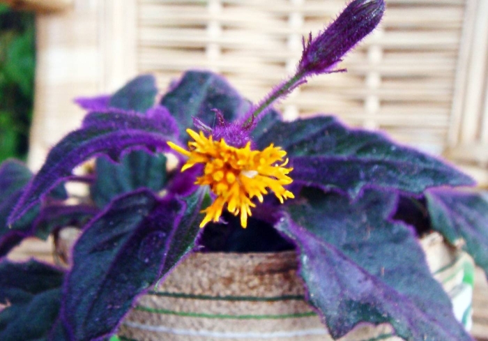 Гинура цветет