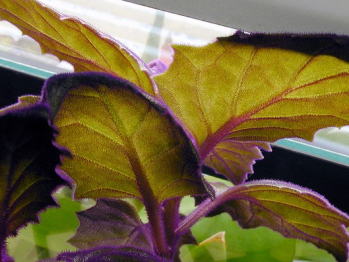 Гинура оранжевая