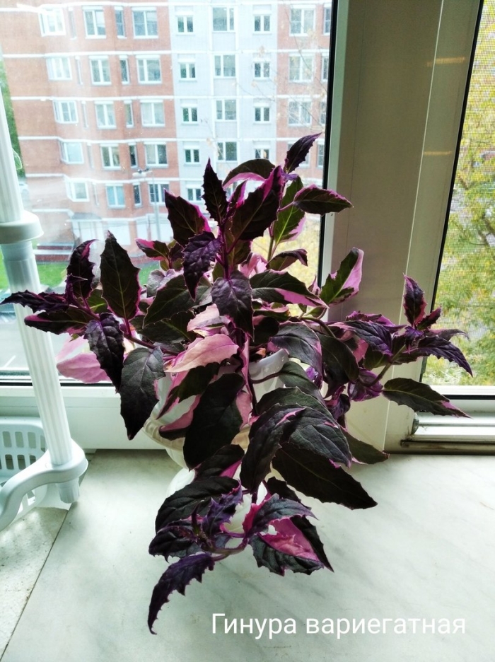 Гинура цветок комнатный