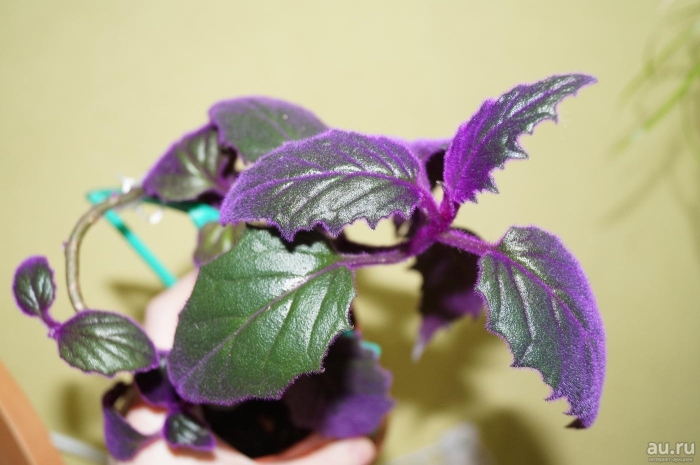 Традесканция гинура