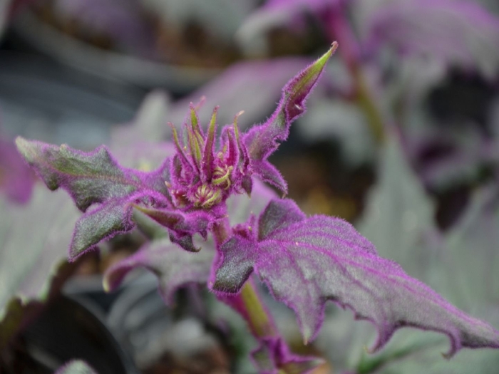 Гинура вариегатная