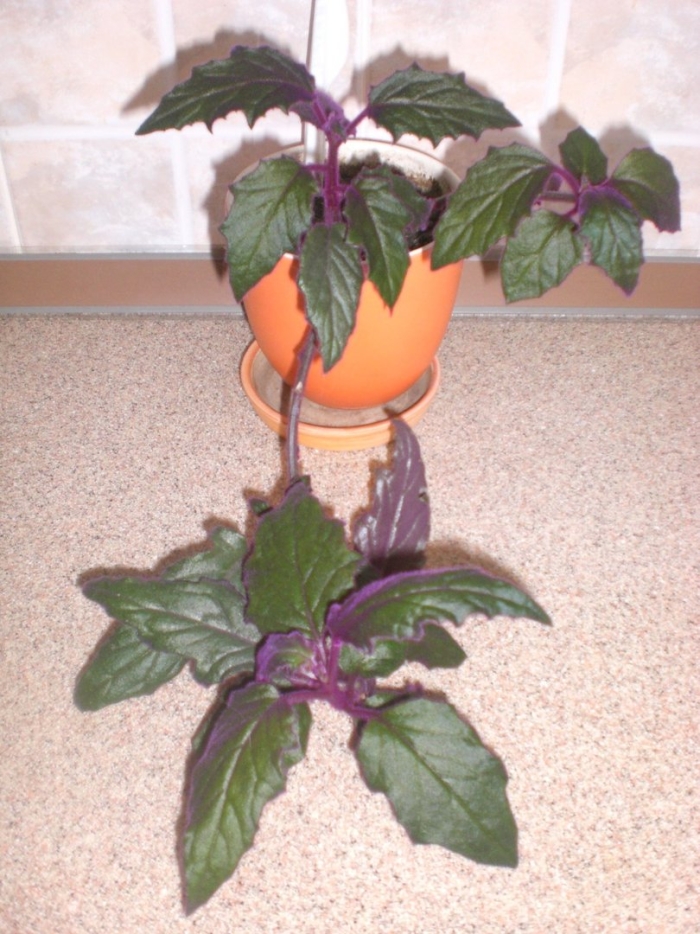 Гинура цветет