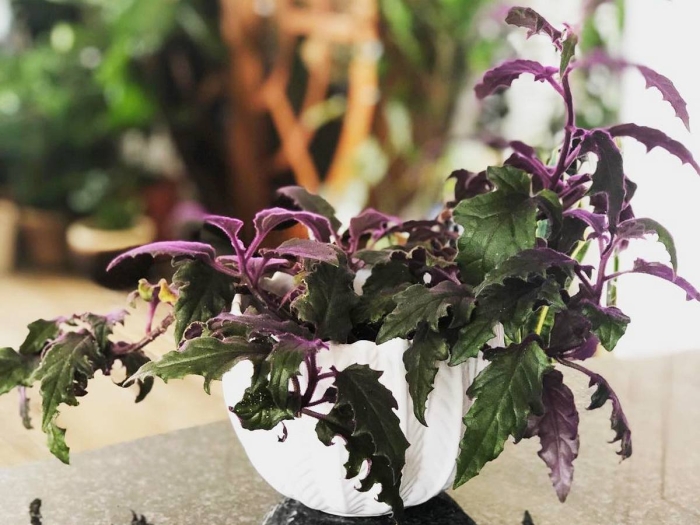 Гинура цветок