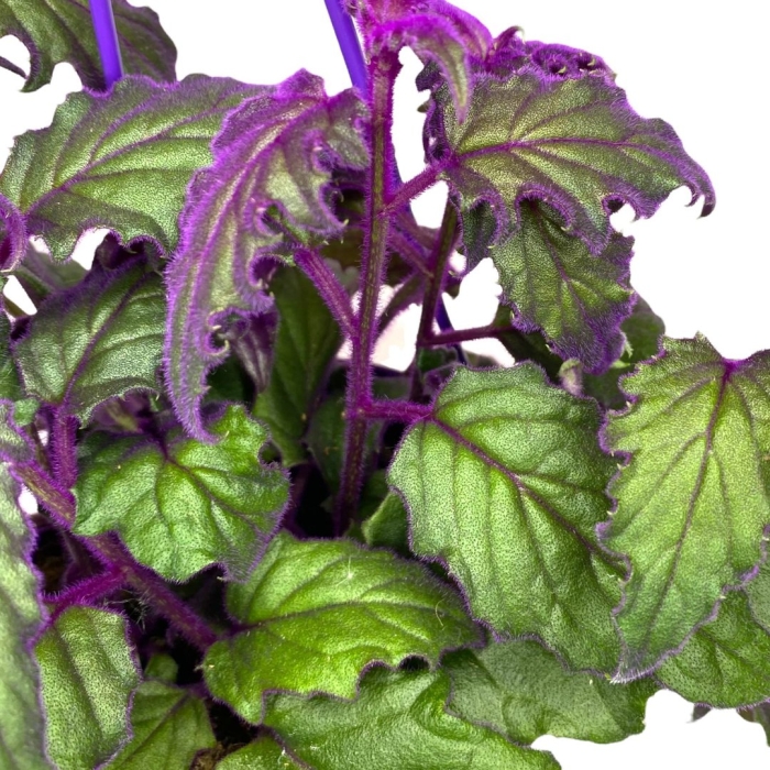 Колеус гинура