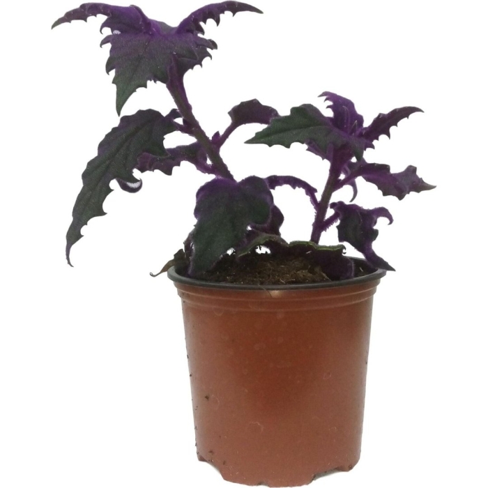 Гинура аурантика