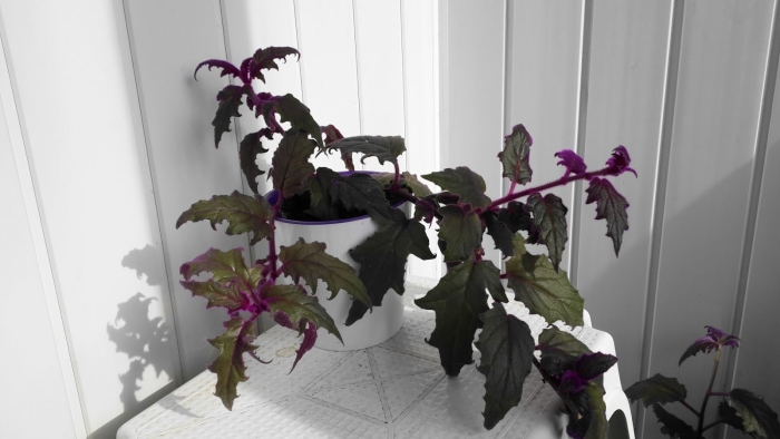 Гинура перистонадрезная