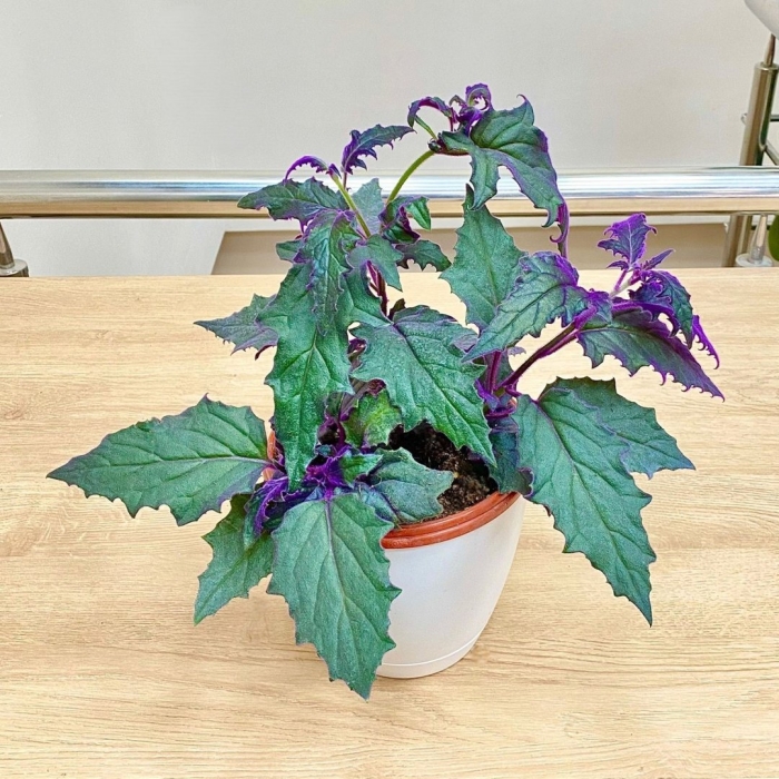 Гинура перпл пэшион