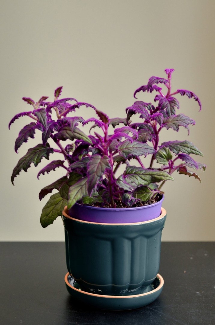 Гинура перистонадрезная