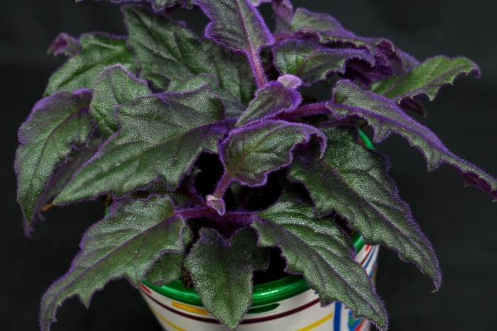 Колеус гинура