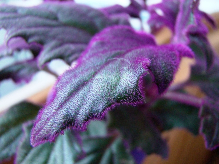 Гинура цветок