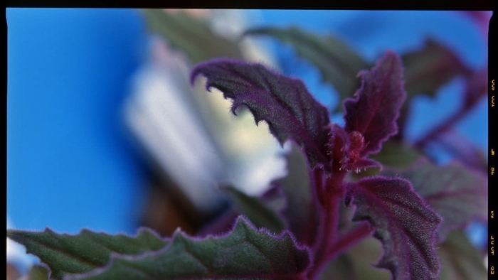 Гинура перпл пэшион