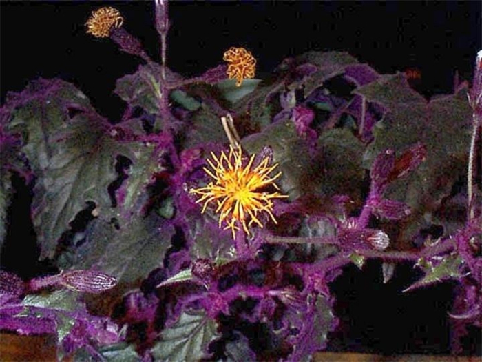 Цветок гинура