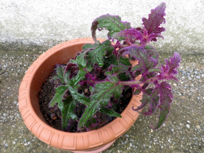 Гинура перистонадрезная