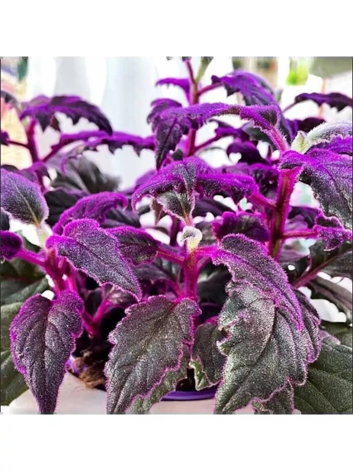 Традесканция гинура