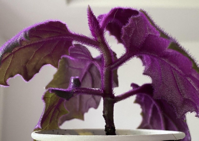 Колеус гинура