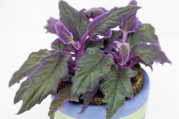 Гинура плетеносная