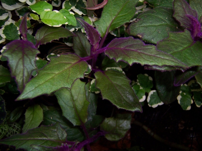 Гинура распростертая