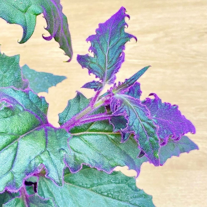 Гинура цветок