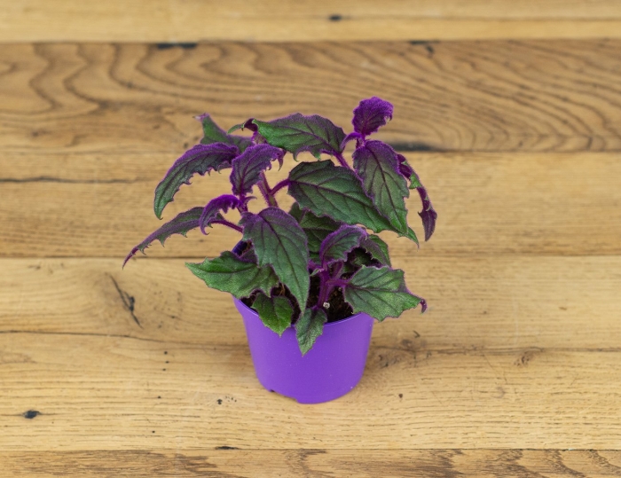 Гинура цветок комнатный