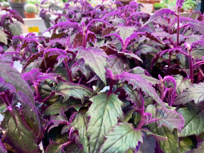 Гинура перистонадрезная