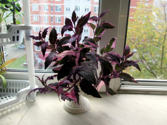 Гинура уход в домашних условиях